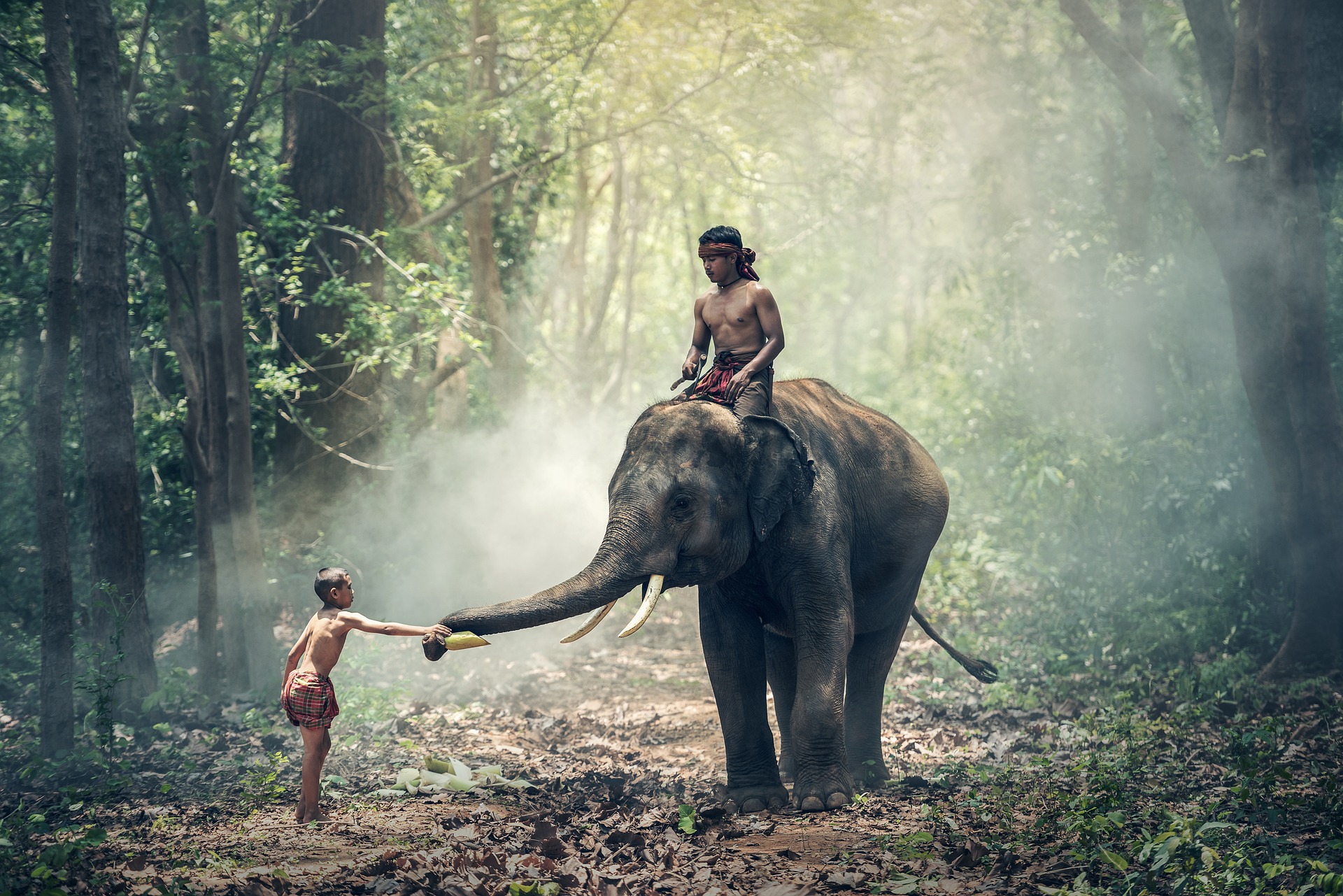 Słonie w Tajlandii